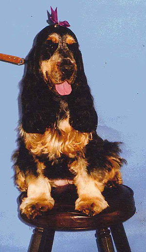 Cookie, the Kelly family's English Cocker Spanel who died in 2008, always had food or fun on her mind, according to Bill Kelly. (Submitted photo courtesy Bill Kelly)