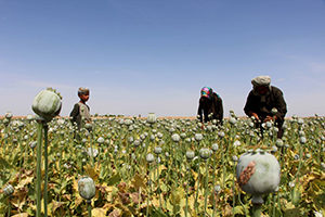 Afghan farmers extract opium to be processed into heroin in Helmand province, Afghanistan, April 7. A Catholic bishop in southern Mexican has called for compassion toward the impoverished populations harvesting opium poppies out of necessity, saying such people are not sinners and are neglected by the government. (CNS photo/Watan Yar, EPA)