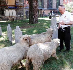 Msgr. Donald Sakano greets sheep in the cemetery at the Basilica of St. Patrick’s Old Cathedral in New York City Aug. 9. The parish is using the three grazing sheep to cut the graveyard’s grass this summer. (CNS photo/Gregory A. Shemitz) 