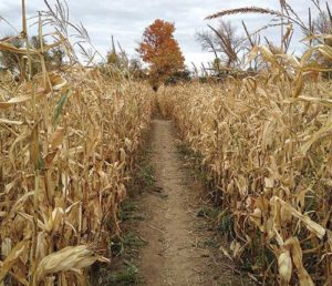 Three years ago, Jeff Wenzler and his three children tackled this corn maze during a visit to a pumpkin farm. The outing was particularly memorable for Jeff who had recently separated from his wife and was embarking upon what he describes as the maze of parenting as a single dad. (Submitted photos by Jeff Wenzler)